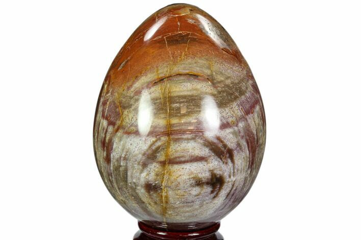 Colorful, Polished Petrified Wood Egg - Triassic #107397